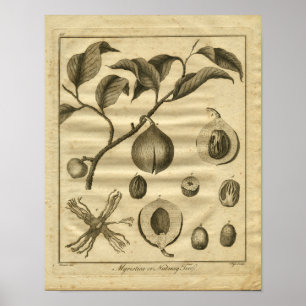 1817 Nutmeg Tree Culpeper Herbal Print