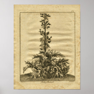 1817 Turkey Rhubarb Culpeper Herbal Print
