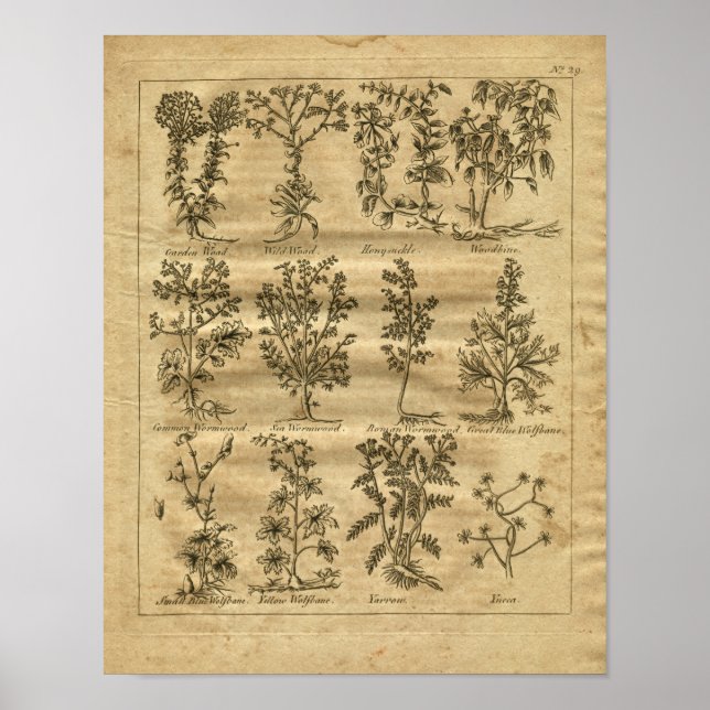 1817 Wormwood Yucca Culpeper Herbal Print (Front)