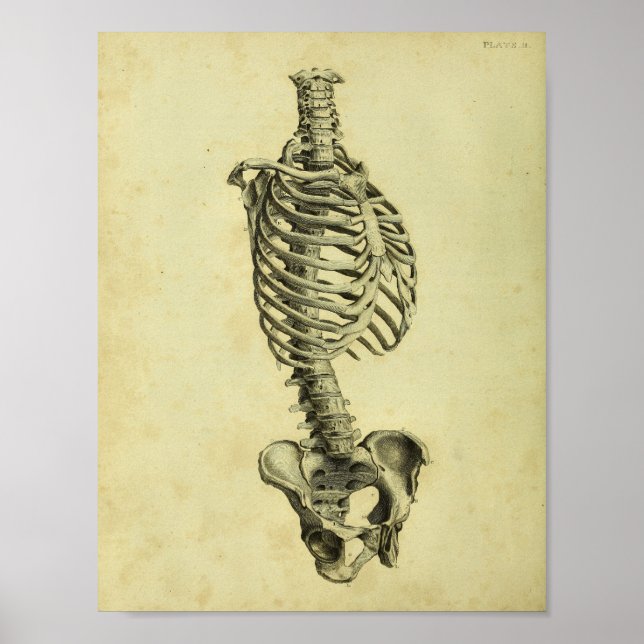 1824 Human Skeleton Anatomy Print (Front)