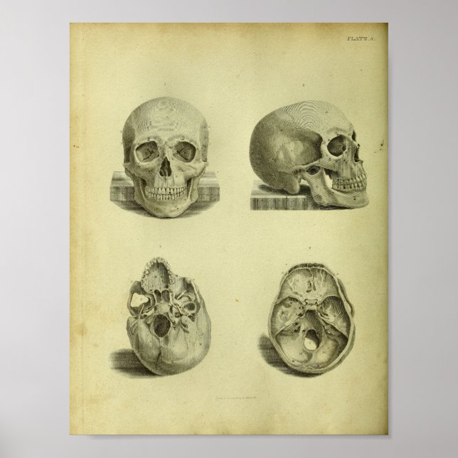 1824 Human Skulls Anatomy Print (Front)