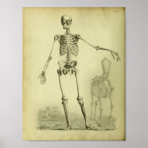 1824 Skeleton Human and Horse Anatomy Print