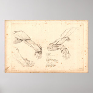 1833 Muscles of Arm Vintage Anatomy Print