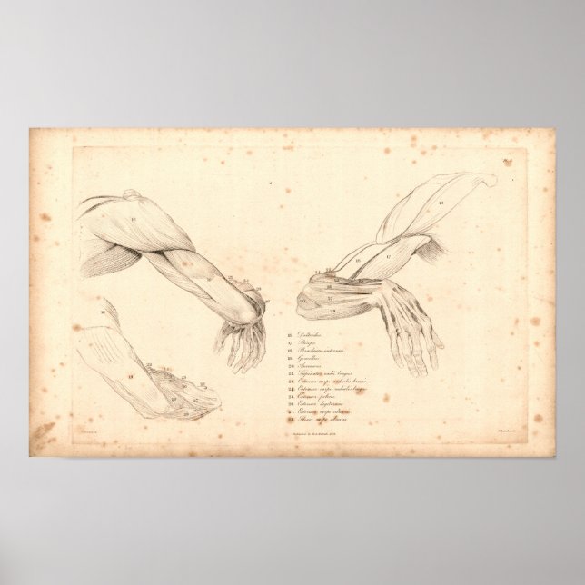 1833 Muscles of Arm Vintage Anatomy Print (Front)