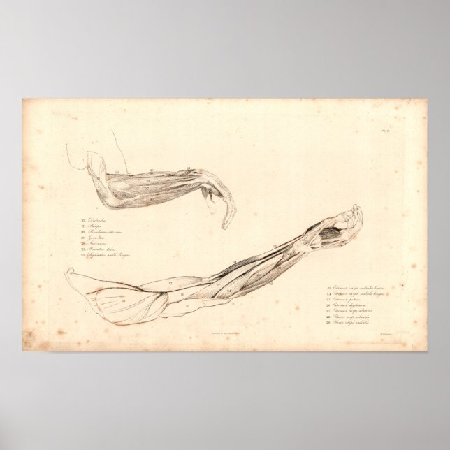1833 Muscles of Arm Vintage Anatomy Print (Front)
