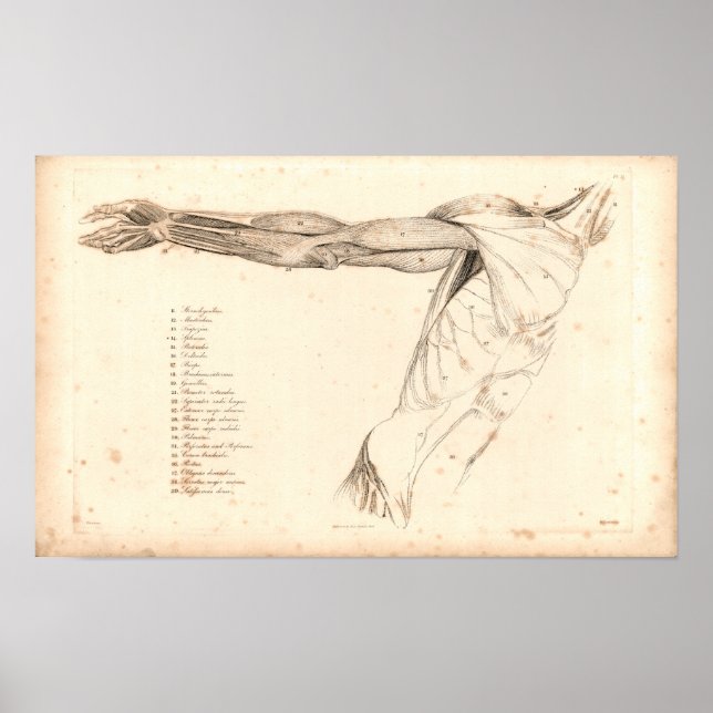 1833 Muscles of Arm Vintage Anatomy Print (Front)