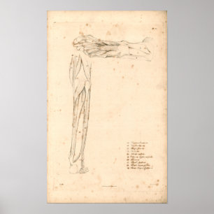 1833 Muscles of Foot Vintage Anatomy Print