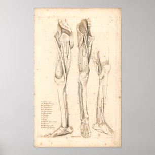 1833 Muscles of Leg Vintage Anatomy Print