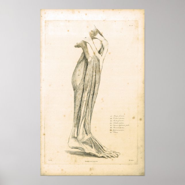 1833 Muscles of leg Vintage Anatomy Print (Front)
