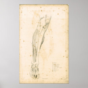 1833 Muscles of leg Vintage Anatomy Print