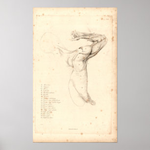 1833 Muscles of Shoulder Vintage Anatomy Print