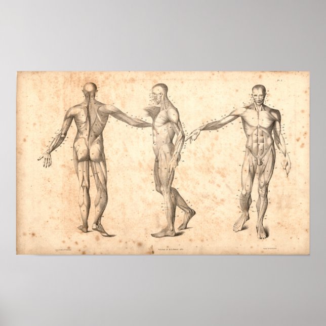 1833 Muscles Vintage Anatomy Print (Front)
