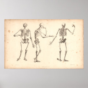 1833 Skeletons Vintage Anatomy Print