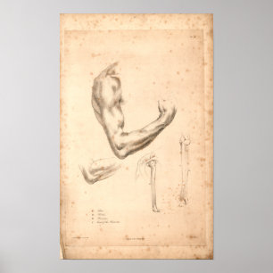 1833 Vintage Arm Anatomy Print