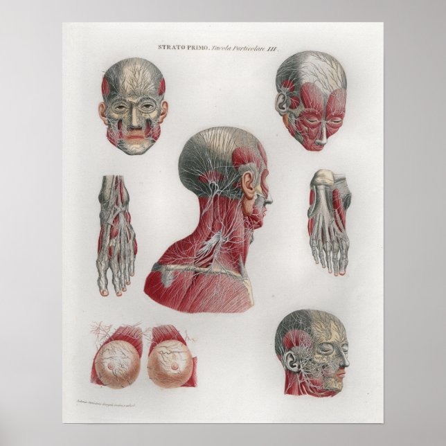 1833 Vintage Nerves Head Face Anatomy Poster (Front)