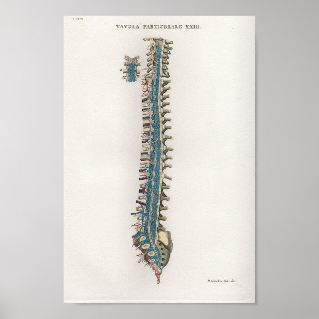 1833 Vintage Spinal Column Anatomy Poster (Front)