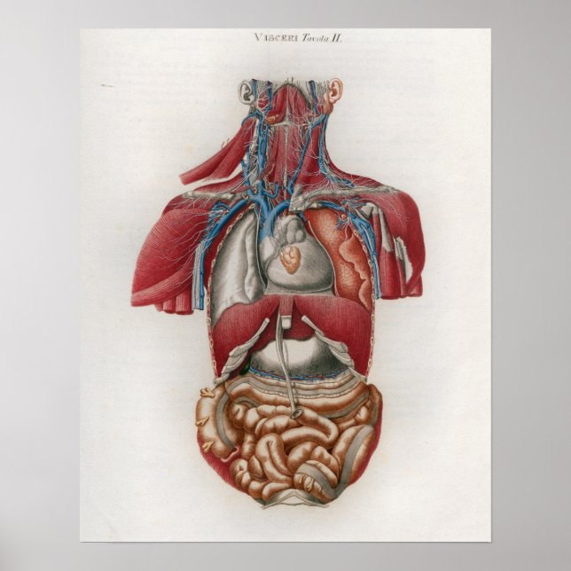 1833 Vintage Viscera Organs Anatomy Poster (Front)