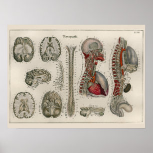 1837 Vintage Brain Nerves Anatomy Art Poster