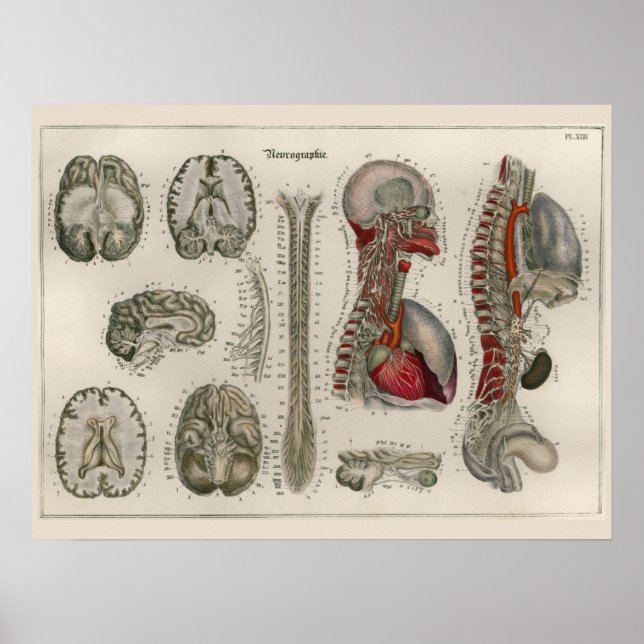 1837 Vintage Brain Nerves Anatomy Art Poster (Front)
