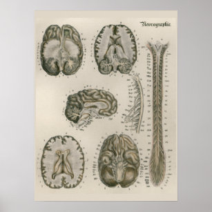 1837 Vintage Brain Nerves Anatomy Art Poster