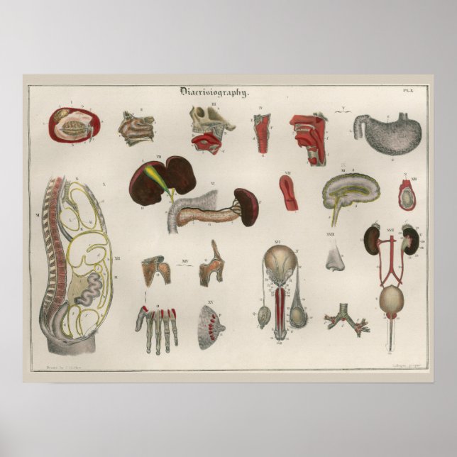 1837 Vintage Internal Organs Anatomy Art Poster (Front)