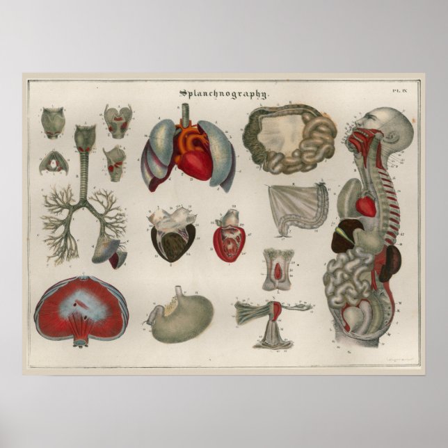1837 Vintage Internal Organs Anatomy Art Poster (Front)