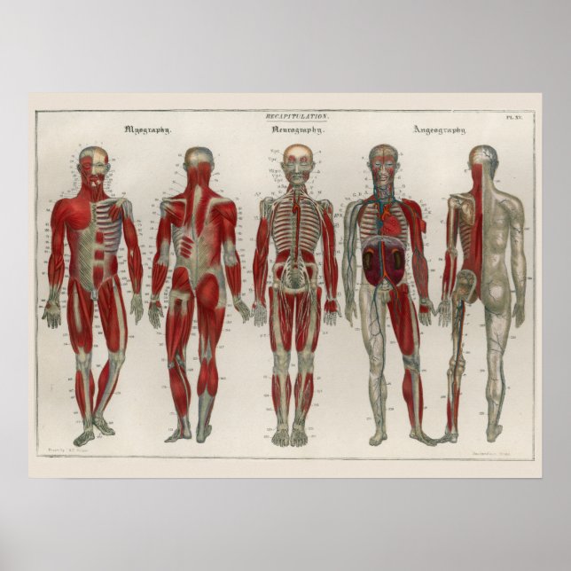 1837 Vintage Muscles Nerves Anatomy Art Poster (Front)