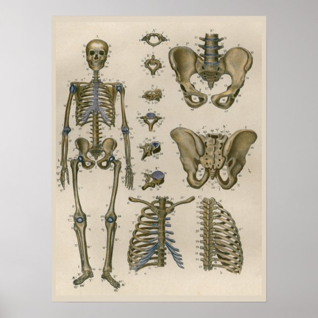 1837 Vintage Skeleton Pelvis Anatomy Art Poster (Front)