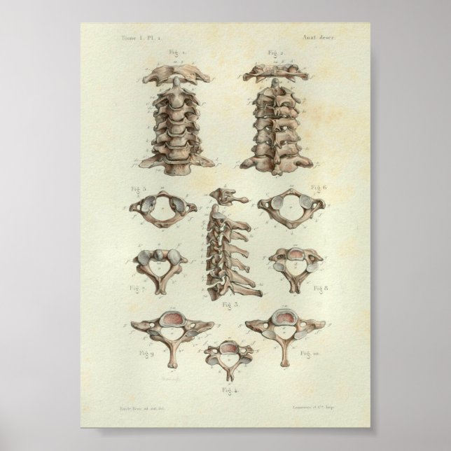 1844 Vintage Anatomy Print Cervical Spine (Front)
