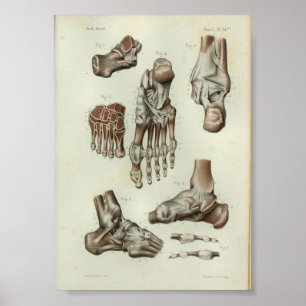 1844 Vintage Anatomy Print Foot Ankle