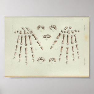 1844 Vintage Anatomy Print Hand Bones