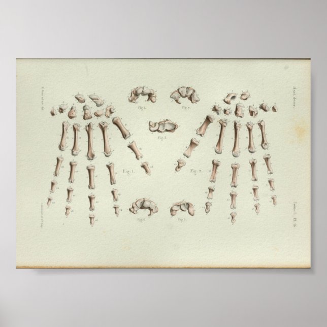 1844 Vintage Anatomy Print Hand Bones (Front)