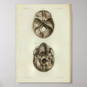 1844 Vintage Anatomy Print Human Skull