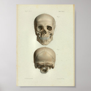 1844 Vintage Anatomy Print Human Skull