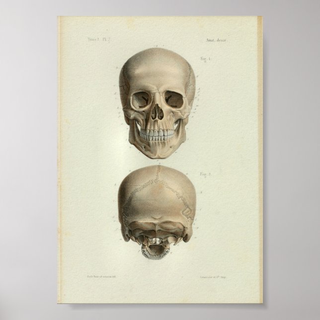 1844 Vintage Anatomy Print Human Skull (Front)