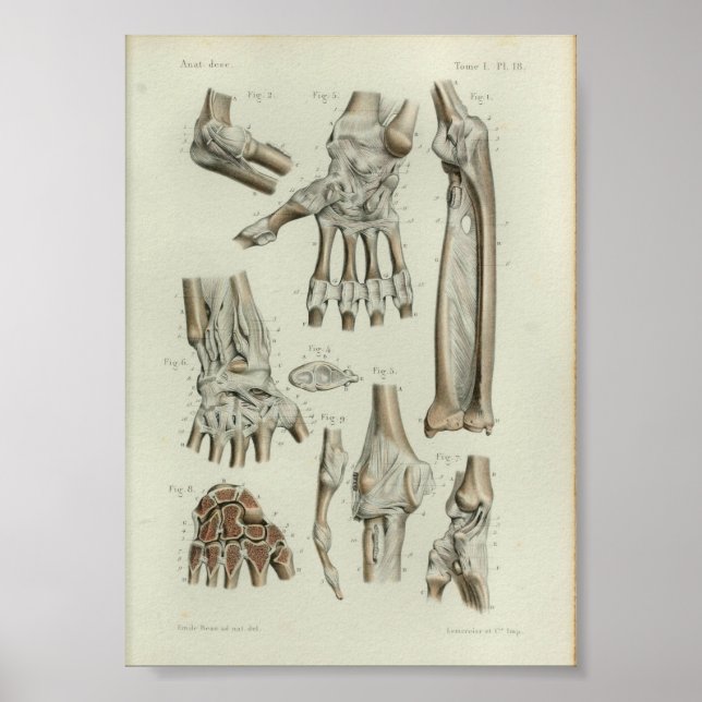 1844 Vintage Anatomy Print Joint Articulations (Front)