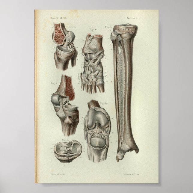 1844 Vintage Anatomy Print Knee Ankle (Front)