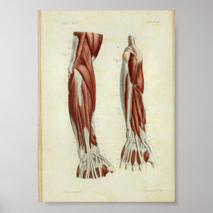 1844 Vintage Anatomy Print Muscles Arm