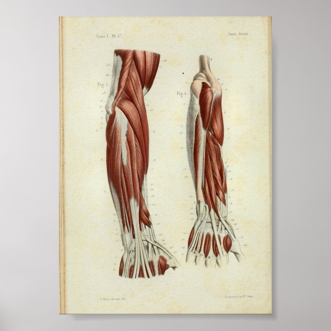 1844 Vintage Anatomy Print Muscles Arm (Front)