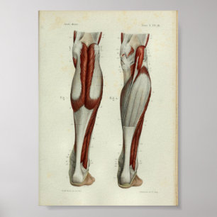 1844 Vintage Anatomy Print Muscles Calf