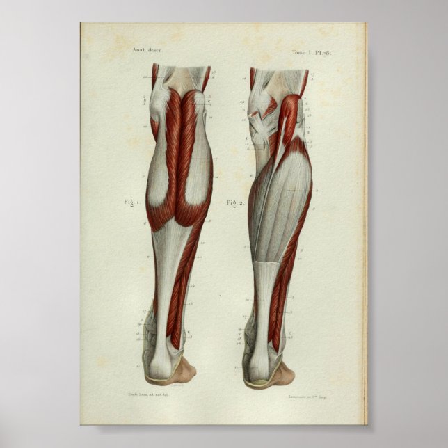 1844 Vintage Anatomy Print Muscles Calf (Front)