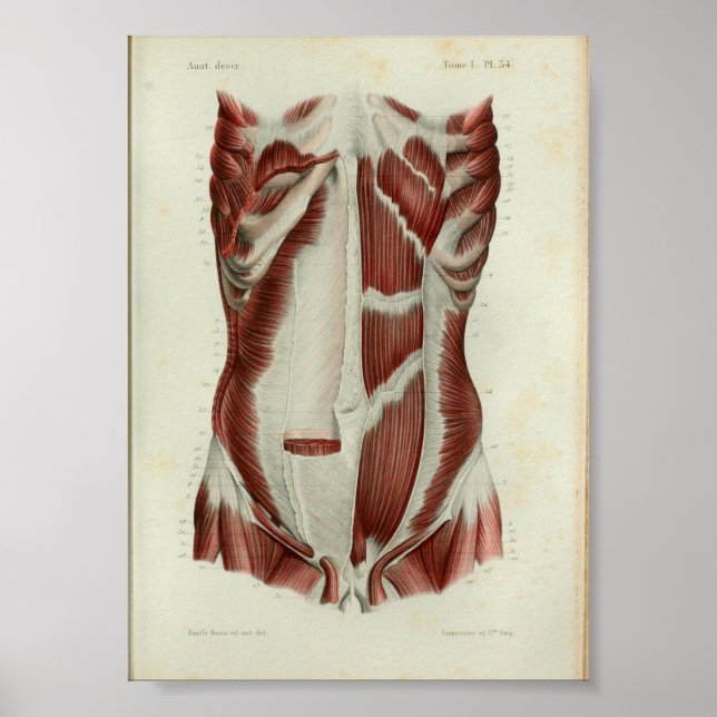 1844 Vintage Anatomy Print Muscles Chest (Front)