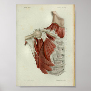 1844 Vintage Anatomy Print Muscles Chest