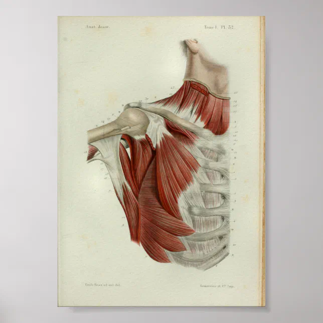 1844 Vintage Anatomy Print Muscles Chest | Zazzle