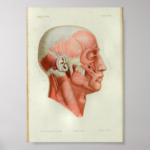 1844 Vintage Anatomy Print Muscles Face