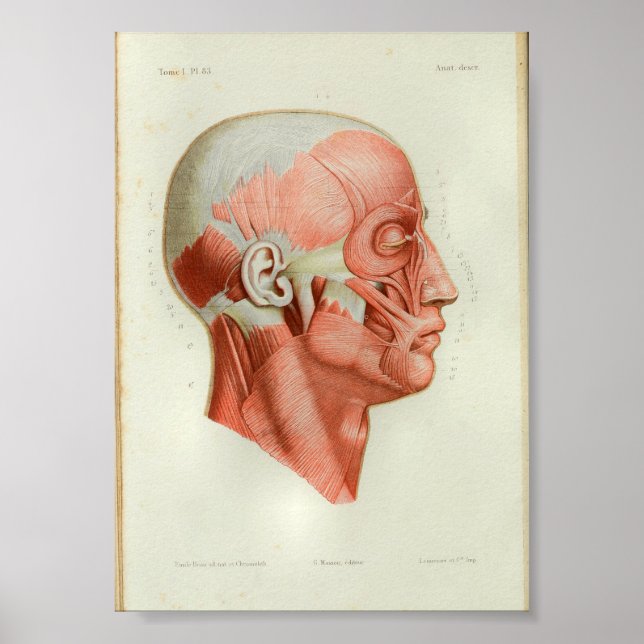 1844 Vintage Anatomy Print Muscles Face (Front)