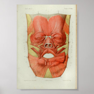 1844 Vintage Anatomy Print Muscles Face