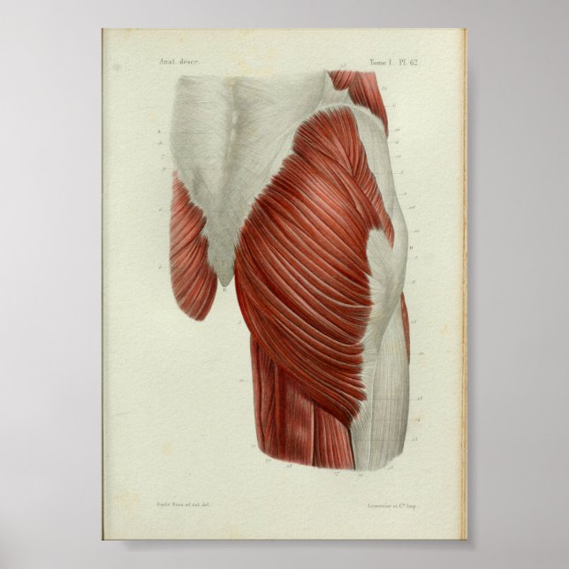 1844 Vintage Anatomy Print Muscles Hip (Front)