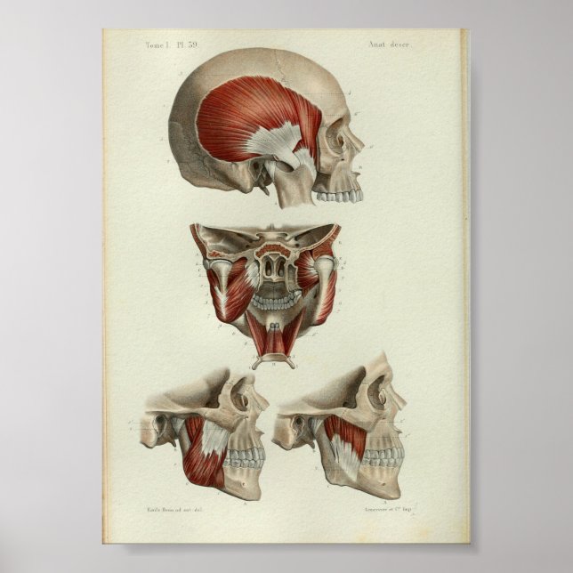 1844 Vintage Anatomy Print Muscles Jaw (Front)