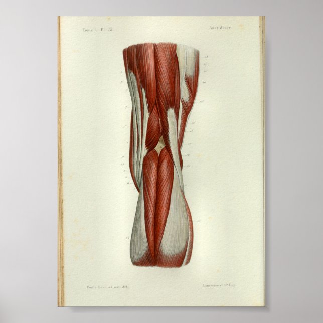 1844 Vintage Anatomy Print Muscles Knee (Front)